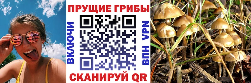 Купить где  Тюмень  Псилоцибиновые грибы Psilocybe 